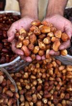 صادرات خرما به روسیه